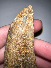 Load image into Gallery viewer, Tyrannosaurus Rex MONSTER SIZE Fossil Tooth 3.7055 Inches Lance Formation Wyoming NO REPAIR!