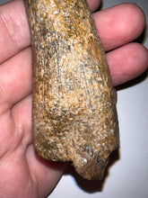 Load image into Gallery viewer, Tyrannosaurus Rex MONSTER SIZE Fossil Tooth 3.7055 Inches Lance Formation Wyoming NO REPAIR!