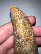Load image into Gallery viewer, Tyrannosaurus Rex MONSTER SIZE Fossil Tooth 3.7055 Inches Lance Formation Wyoming NO REPAIR!