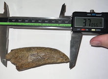 Load image into Gallery viewer, Tyrannosaurus Rex MONSTER SIZE Fossil Tooth 3.7055 Inches Lance Formation Wyoming NO REPAIR!
