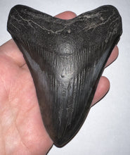 Load image into Gallery viewer, Huge Megalodon Fossil Shark Tooth 4.72 Inches! Not Repaired!