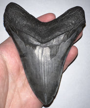 Load image into Gallery viewer, Huge Megalodon Fossil Shark Tooth 4.72 Inches! Not Repaired!
