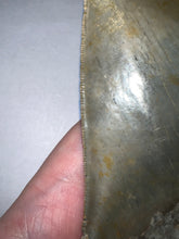 Load image into Gallery viewer, Huge Megalodon Fossil Shark Tooth 4.886 Inches Incredible Serrations! Not Repaired!