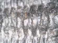 Load image into Gallery viewer, Large Spiny Cyphaspis Fossil Trilobite 1.6 Inches