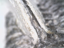 Load image into Gallery viewer, Large Spiny Cyphaspis Fossil Trilobite 1.6 Inches