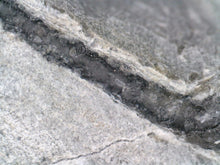 Load image into Gallery viewer, Large Spiny Cyphaspis Fossil Trilobite 1.6 Inches