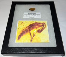 Load image into Gallery viewer, Dinosaur age Burmite Fossil AMBER with a Rare Pristine PARASITOID BEETLE RIPIPHORIDAE! TESTED FOR AUTHENTICITY!!
