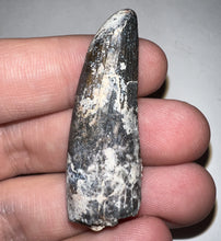 Load image into Gallery viewer, Suchomimus Fossil Tooth VERY RARE!! 1.82 Inches!