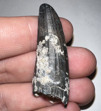 Load image into Gallery viewer, Suchomimus Fossil Tooth VERY RARE!! 1.82 Inches!