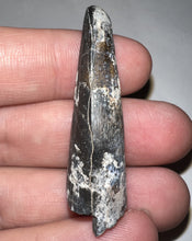 Load image into Gallery viewer, Suchomimus Fossil Tooth VERY RARE!! 1.82 Inches!