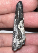 Load image into Gallery viewer, Suchomimus Fossil Tooth VERY RARE!! 1.82 Inches!