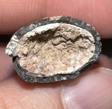 Load image into Gallery viewer, Suchomimus Fossil Tooth VERY RARE!! 1.82 Inches!