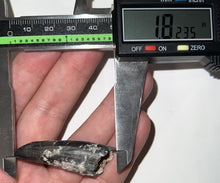 Load image into Gallery viewer, Suchomimus Fossil Tooth VERY RARE!! 1.82 Inches!