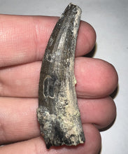 Load image into Gallery viewer, Serrated Suchomimus Fossil Tooth VERY RARE!! 1.87 Inches!