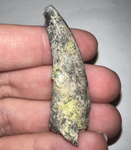 Load image into Gallery viewer, Serrated Suchomimus Fossil Tooth VERY RARE!! 1.87 Inches!