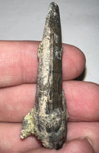 Load image into Gallery viewer, Serrated Suchomimus Fossil Tooth VERY RARE!! 1.87 Inches!