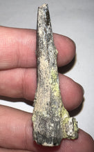 Load image into Gallery viewer, Serrated Suchomimus Fossil Tooth VERY RARE!! 1.87 Inches!
