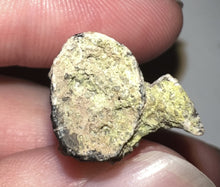 Load image into Gallery viewer, Serrated Suchomimus Fossil Tooth VERY RARE!! 1.87 Inches!