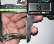 Load image into Gallery viewer, Serrated Suchomimus Fossil Tooth VERY RARE!! 1.87 Inches!