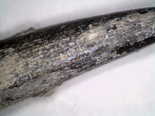 Load image into Gallery viewer, Serrated Suchomimus Fossil Tooth VERY RARE!! 1.87 Inches!