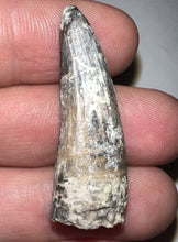 Load image into Gallery viewer, Suchomimus Fossil Tooth VERY RARE!! 1.42 Inches!