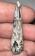 Load image into Gallery viewer, Suchomimus Fossil Tooth VERY RARE!! 1.42 Inches!