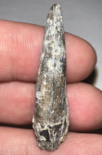 Load image into Gallery viewer, Suchomimus Fossil Tooth VERY RARE!! 1.42 Inches!