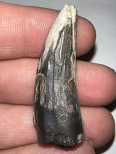 Load image into Gallery viewer, Suchomimus Fossil Tooth VERY RARE!! 1.64 Inches!