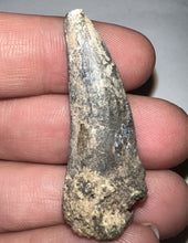 Load image into Gallery viewer, Suchomimus Fossil Tooth VERY RARE!! 1.64 Inches!