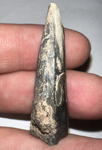 Load image into Gallery viewer, Suchomimus Fossil Tooth VERY RARE!! 1.64 Inches!