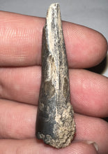 Load image into Gallery viewer, Suchomimus Fossil Tooth VERY RARE!! 1.64 Inches!