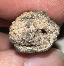 Load image into Gallery viewer, Suchomimus Fossil Tooth VERY RARE!! 1.64 Inches!