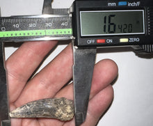 Load image into Gallery viewer, Suchomimus Fossil Tooth VERY RARE!! 1.64 Inches!