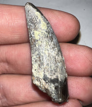 Load image into Gallery viewer, Suchomimus Fossil Tooth VERY RARE!! 1.76 Inches!