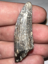 Load image into Gallery viewer, Suchomimus Fossil Tooth VERY RARE!! 1.76 Inches!