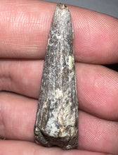Load image into Gallery viewer, Suchomimus Fossil Tooth VERY RARE!! 1.76 Inches!