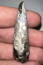 Load image into Gallery viewer, Suchomimus Fossil Tooth VERY RARE!! 1.76 Inches!