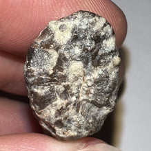 Load image into Gallery viewer, Suchomimus Fossil Tooth VERY RARE!! 1.76 Inches!