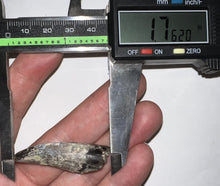 Load image into Gallery viewer, Suchomimus Fossil Tooth VERY RARE!! 1.76 Inches!