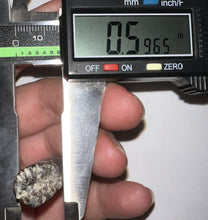 Load image into Gallery viewer, Suchomimus Fossil Tooth VERY RARE!! 1.76 Inches!