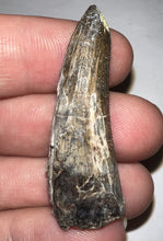 Load image into Gallery viewer, Suchomimus Fossil Tooth VERY RARE!! 1.74 Inches!