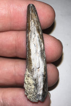Load image into Gallery viewer, Suchomimus Fossil Tooth VERY RARE!! 1.74 Inches!