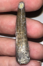 Load image into Gallery viewer, Suchomimus Fossil Tooth VERY RARE!! 1.74 Inches!