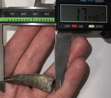 Load image into Gallery viewer, Suchomimus Fossil Tooth VERY RARE!! 1.74 Inches!