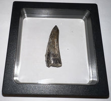Load image into Gallery viewer, Suchomimus Fossil Tooth VERY RARE!! 1.74 Inches!