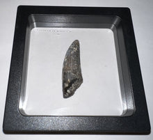 Load image into Gallery viewer, Suchomimus Fossil Tooth VERY RARE!! 1.76 Inches!