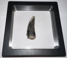 Load image into Gallery viewer, Suchomimus Fossil Tooth VERY RARE!! 1.64 Inches!