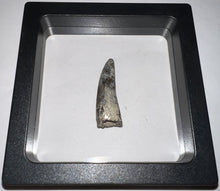 Load image into Gallery viewer, Suchomimus Fossil Tooth VERY RARE!! 1.42 Inches!