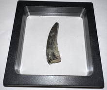 Load image into Gallery viewer, Serrated Suchomimus Fossil Tooth VERY RARE!! 1.87 Inches!