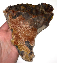 Load image into Gallery viewer, Super Rare Dinosaur age Giant Fresh Water Coelacanth Fossil Gill Plate 7 Inches